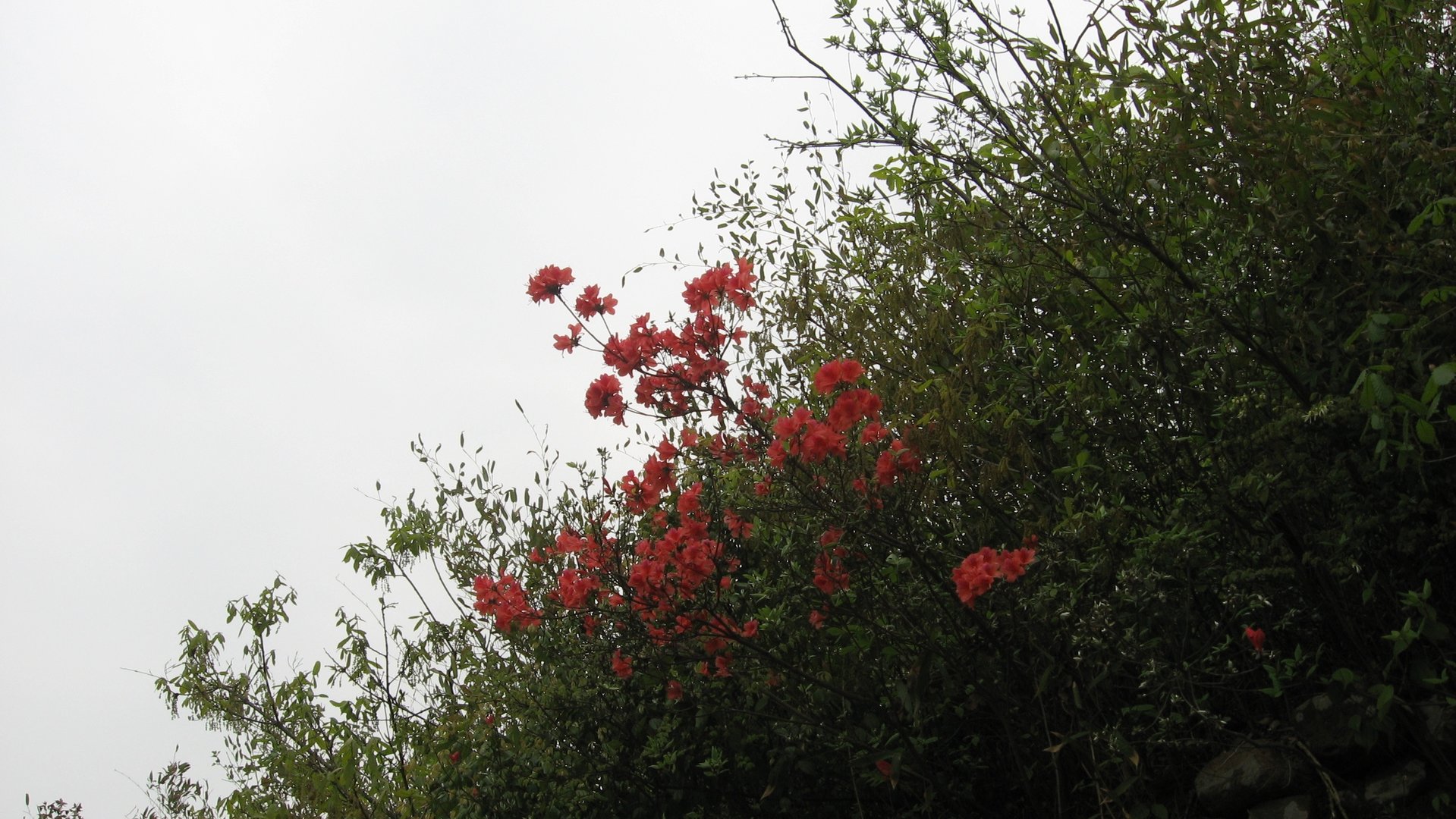 IMG_20110417_122515_005.jpg