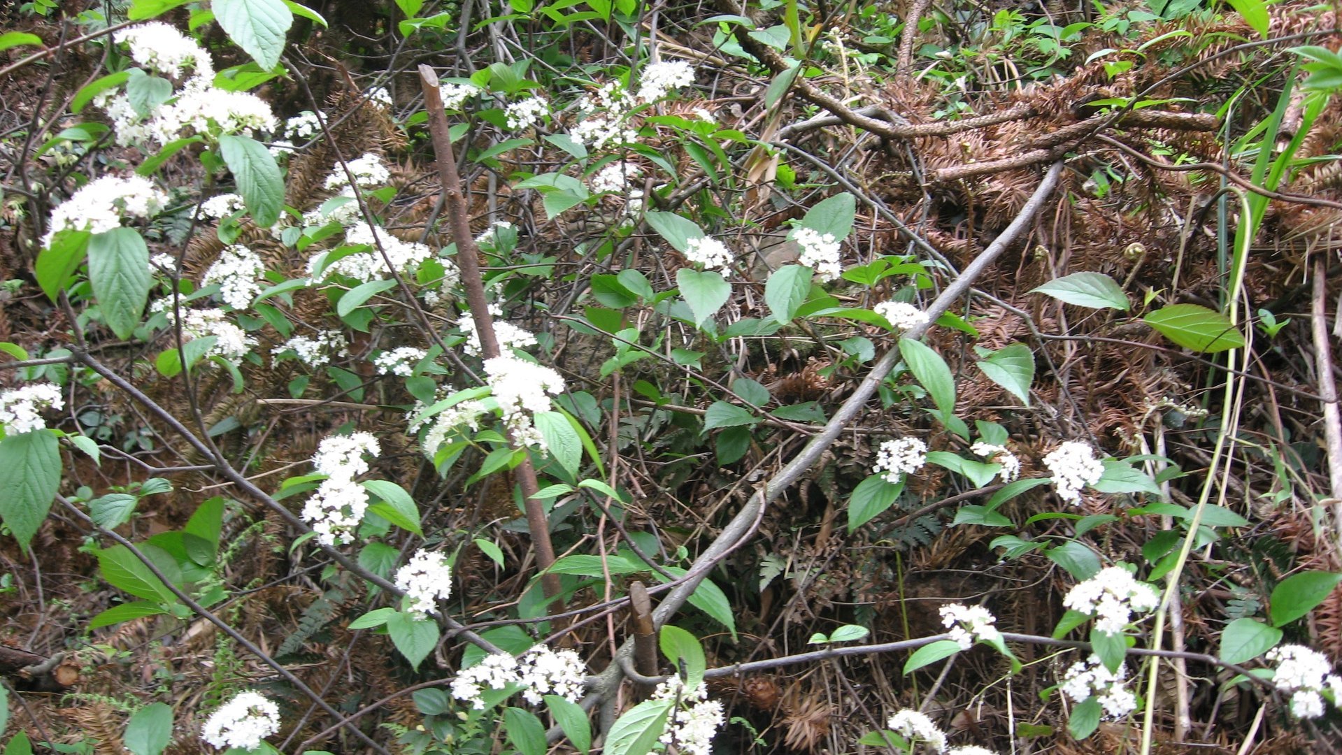 IMG_20110417_122515_009.jpg