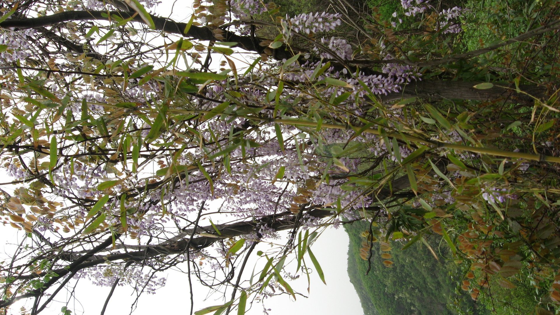 IMG_20110417_122515_015.jpg