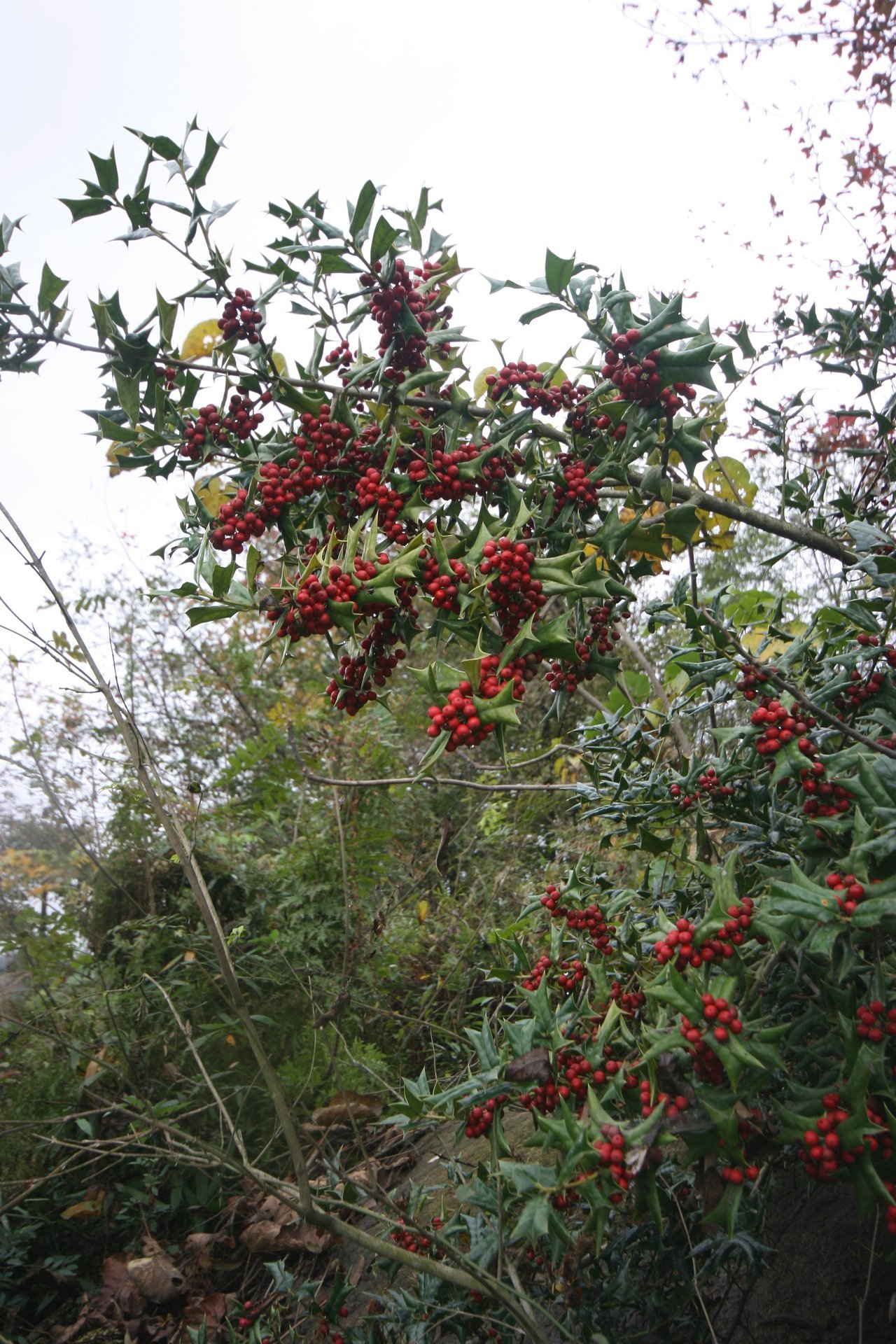 IMG_20111107_090000_044.jpg