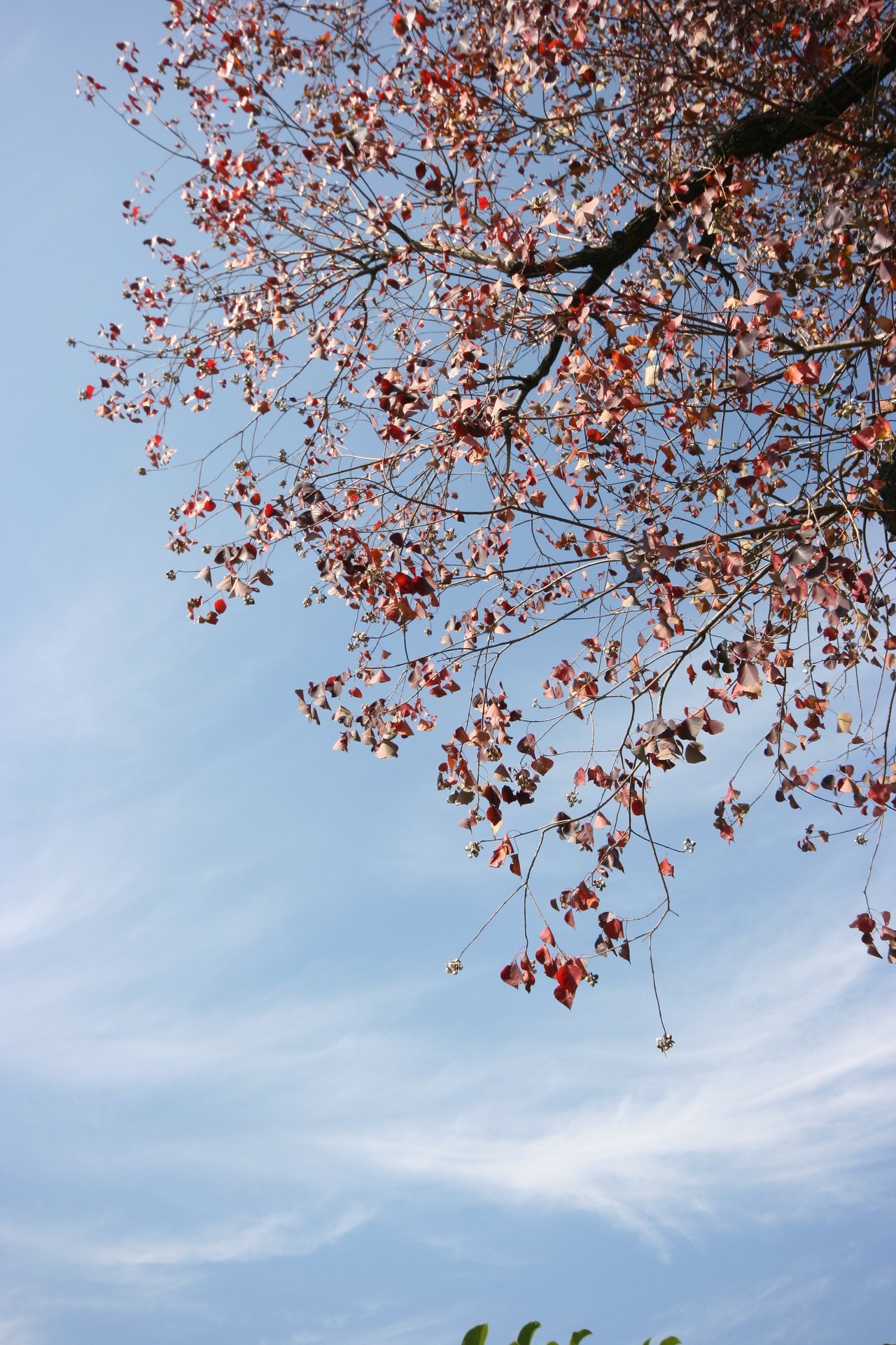 IMG_20111112_090000.jpg