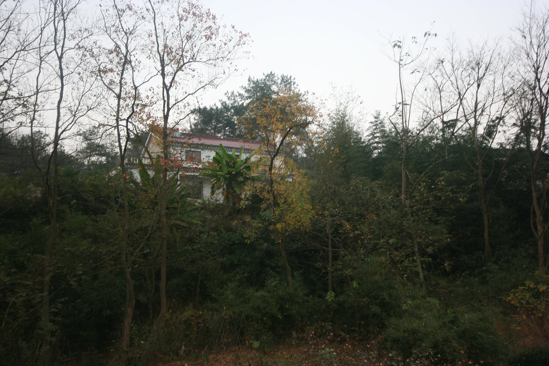IMG_20111120_165529.jpg