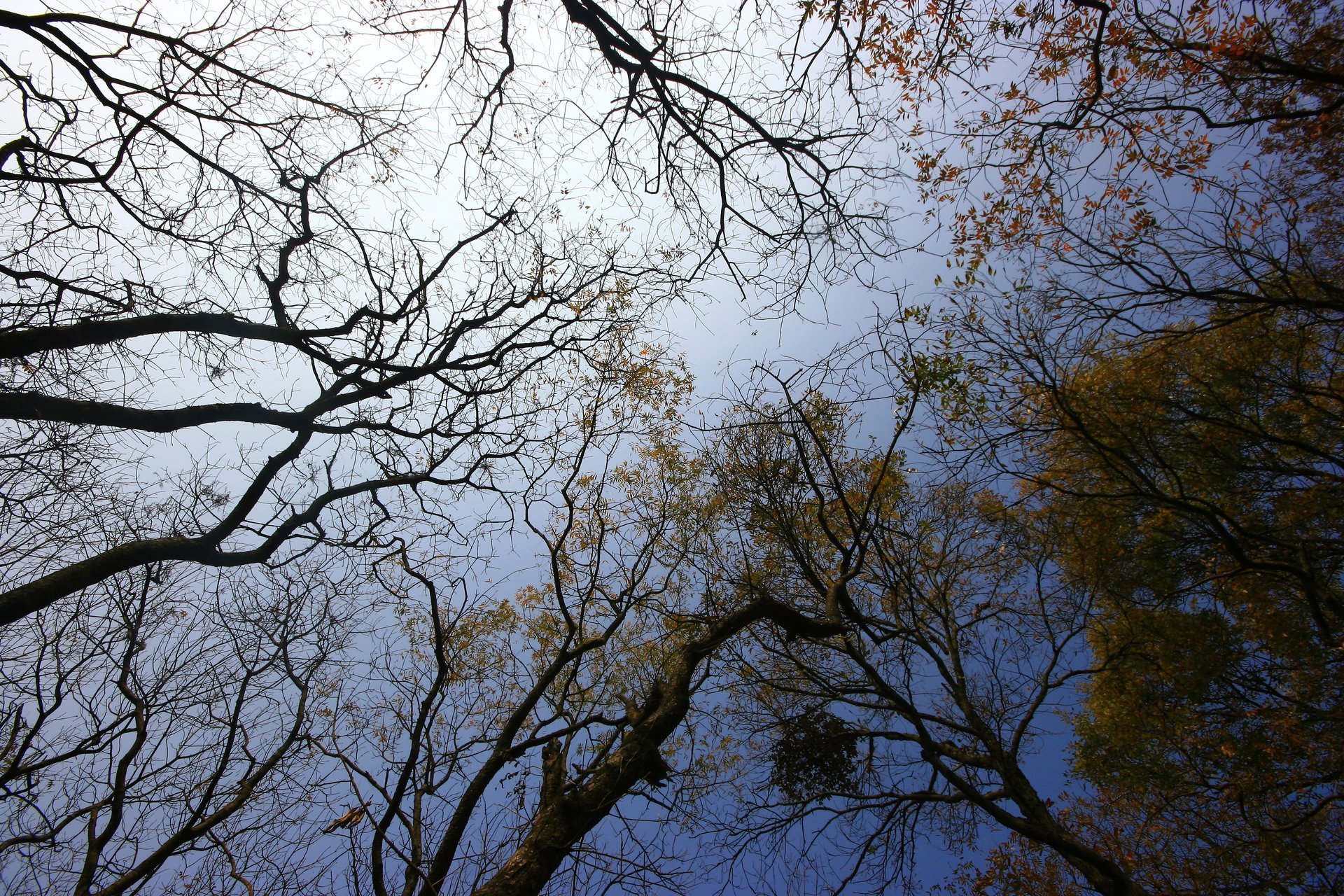 IMG_20111203_090000_007.jpg