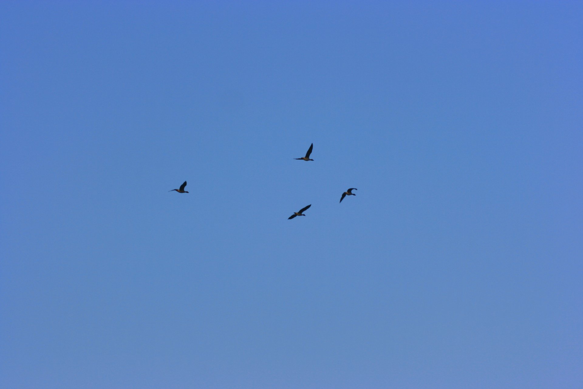 IMG_20111203_090000_037.jpg
