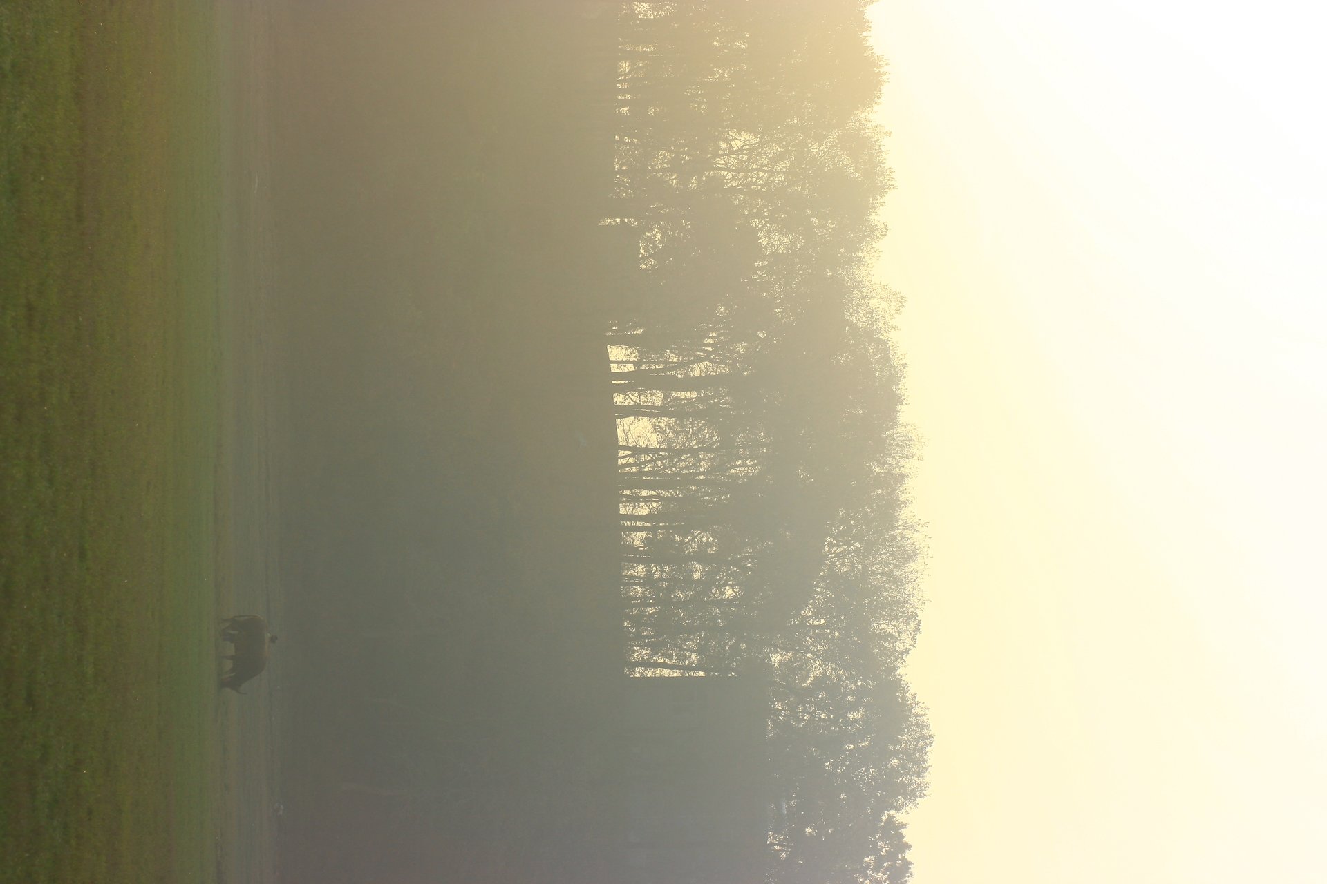 IMG_20111203_090000_062.jpg