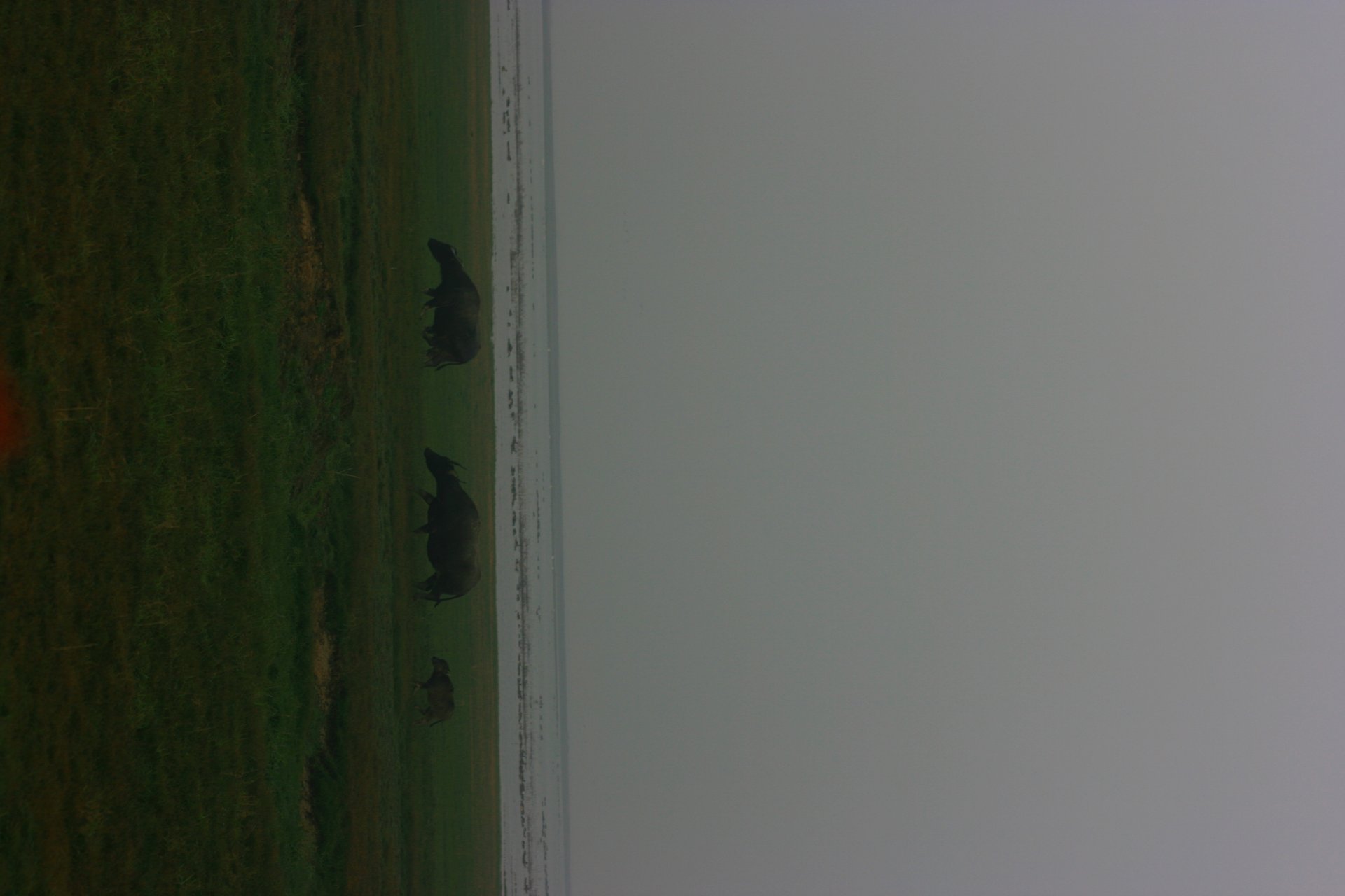 IMG_20111204_072343.jpg