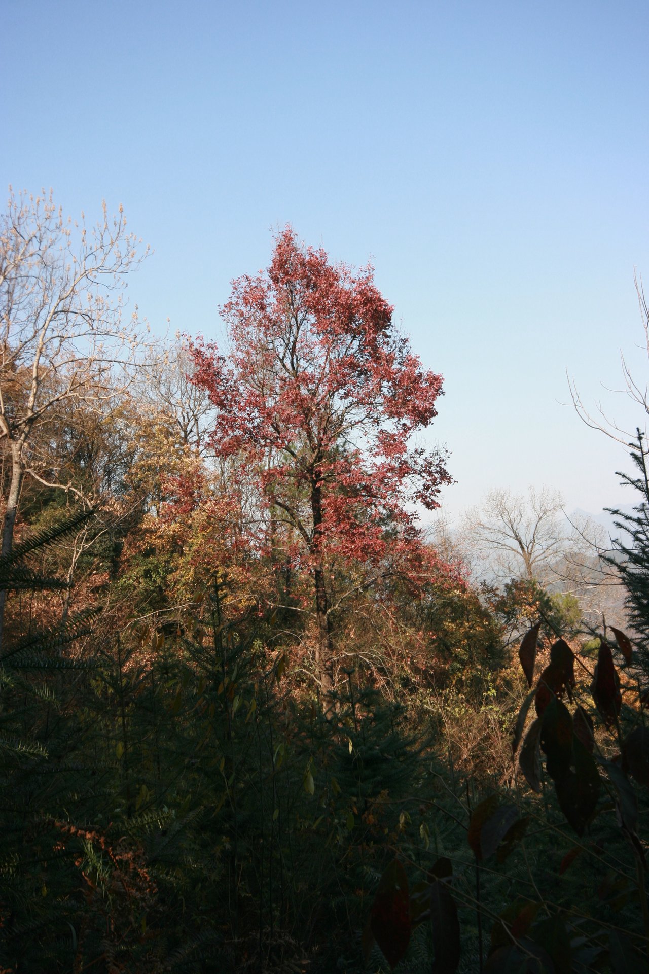 IMG_20111210_090000_050.jpg