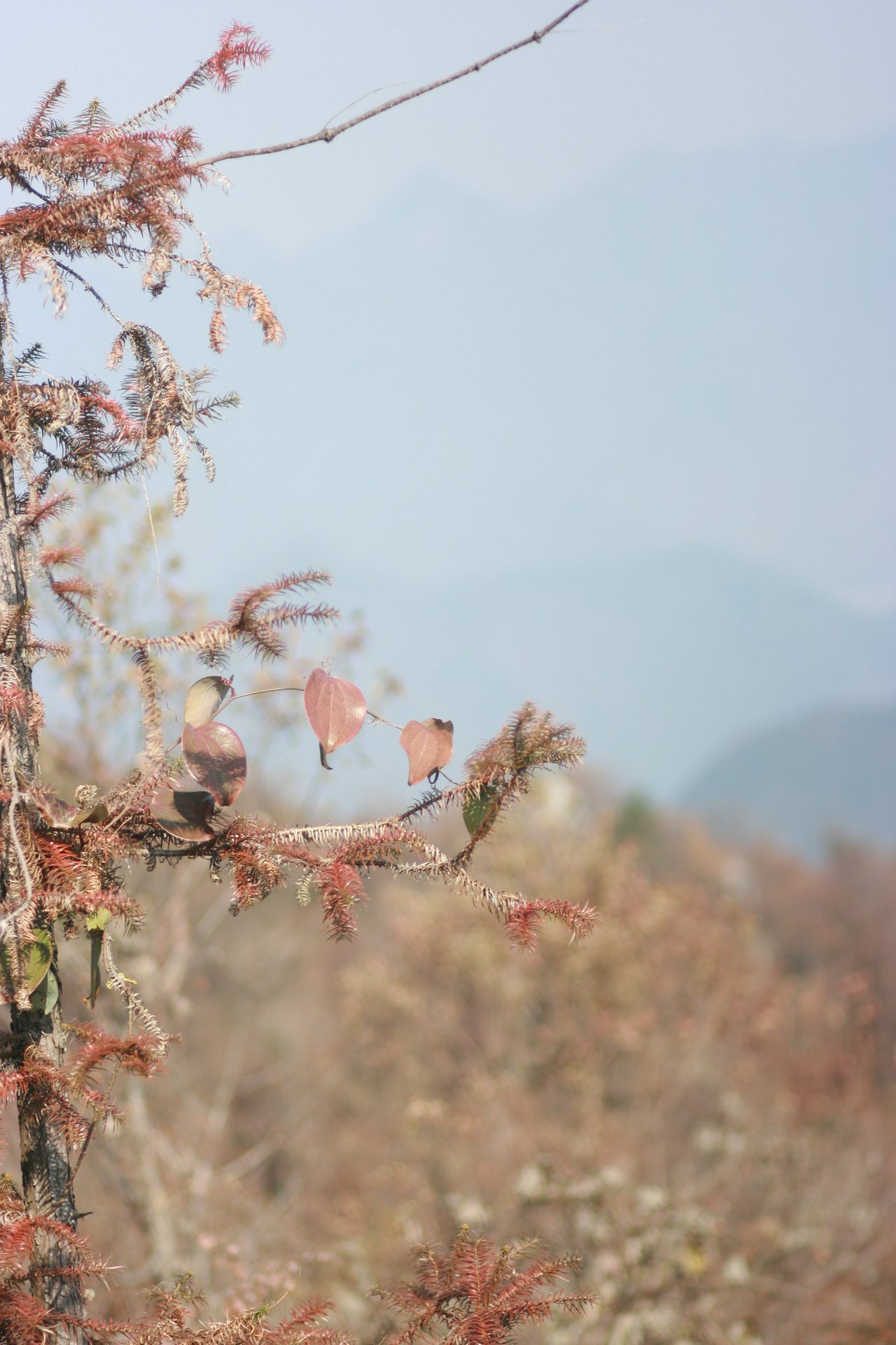 IMG_20111210_122200.jpg