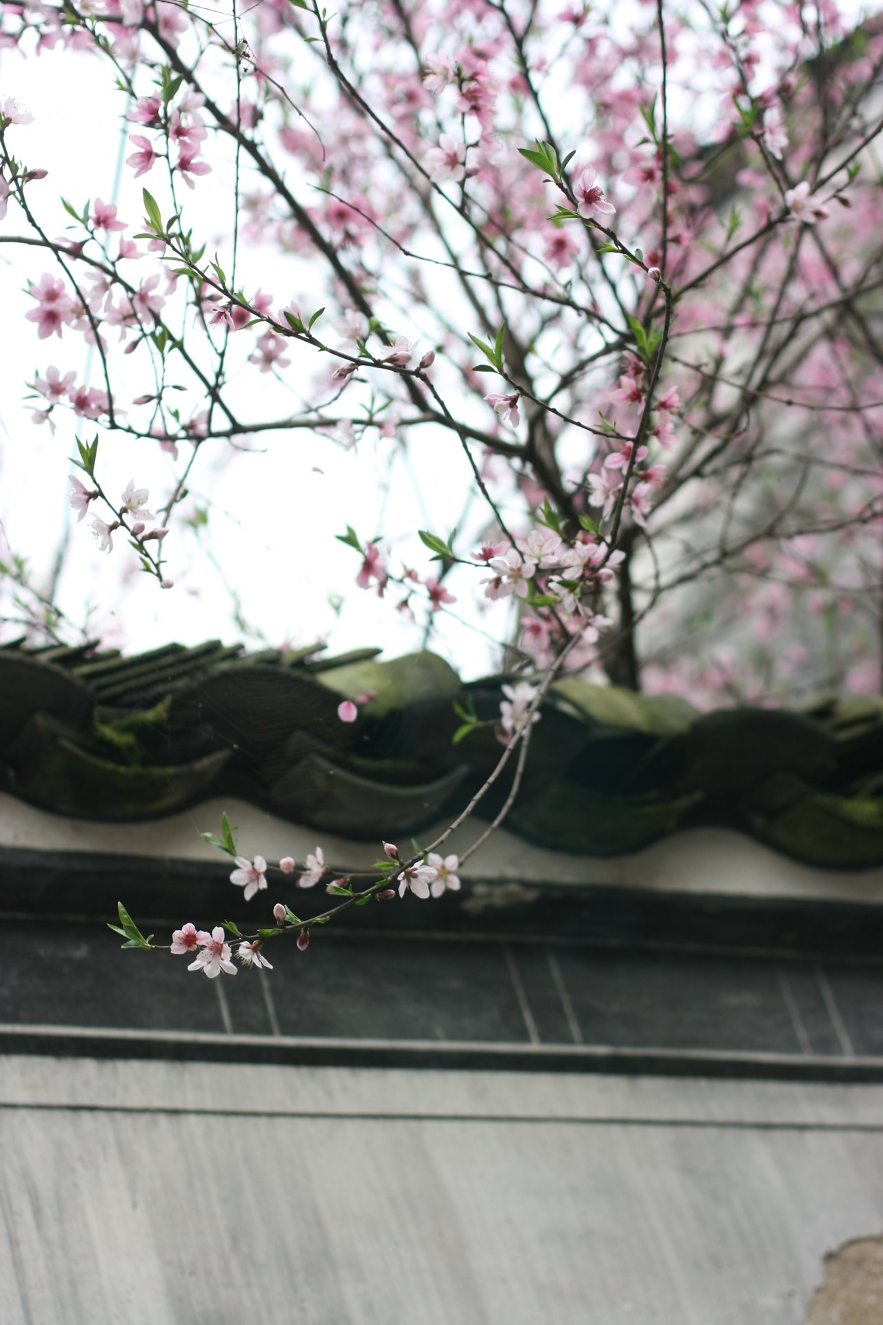 IMG_20120402_090000_016.jpg