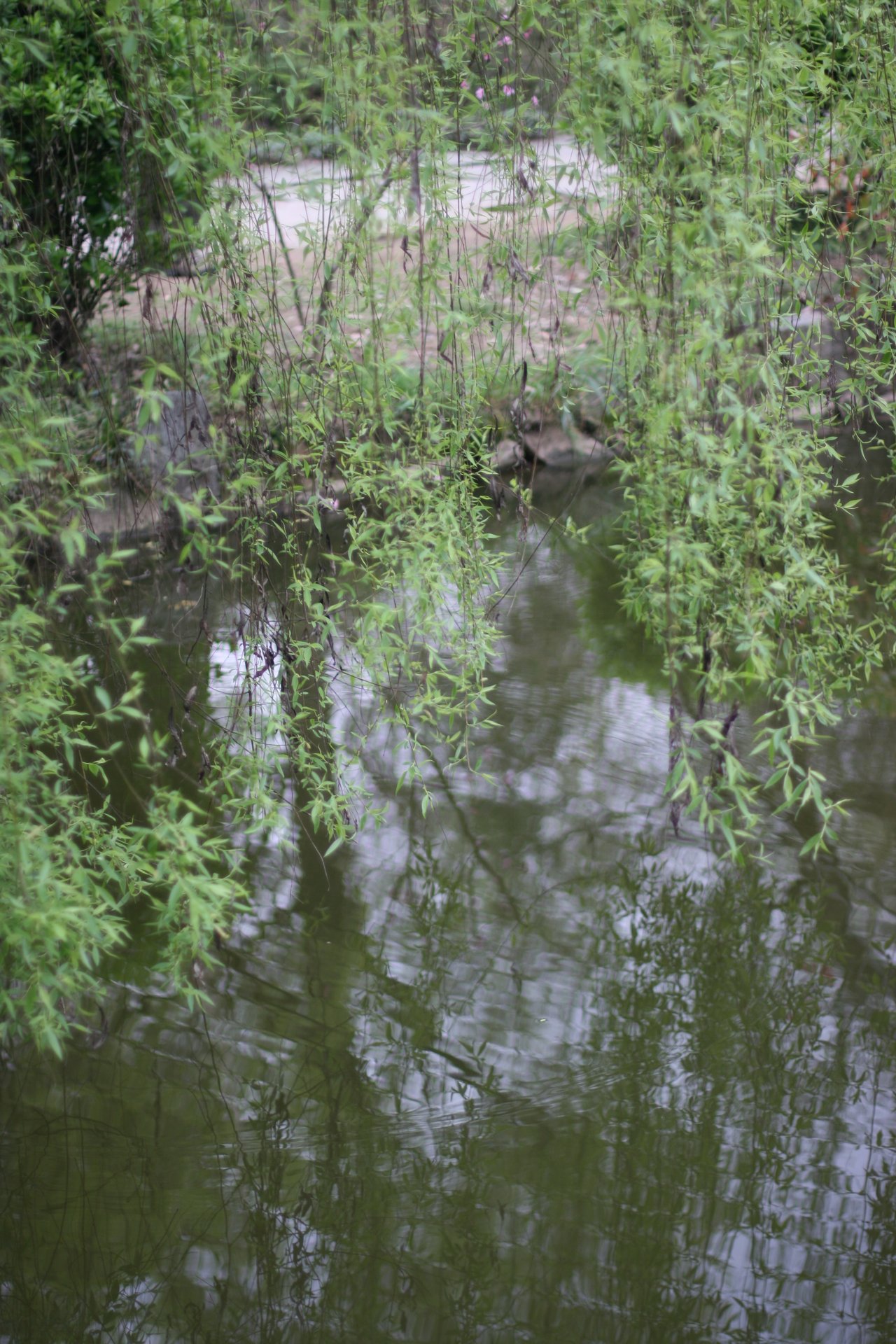 IMG_20120404_124144.jpg