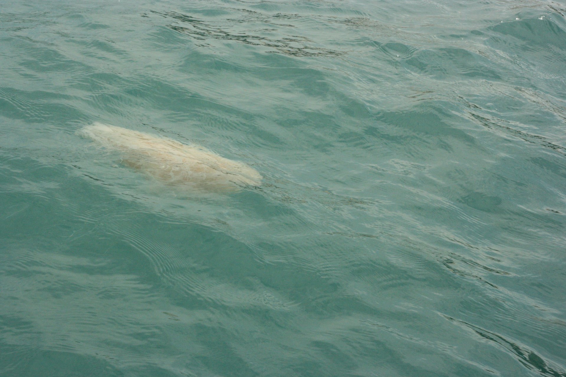 IMG_20130504_090000_017.jpg