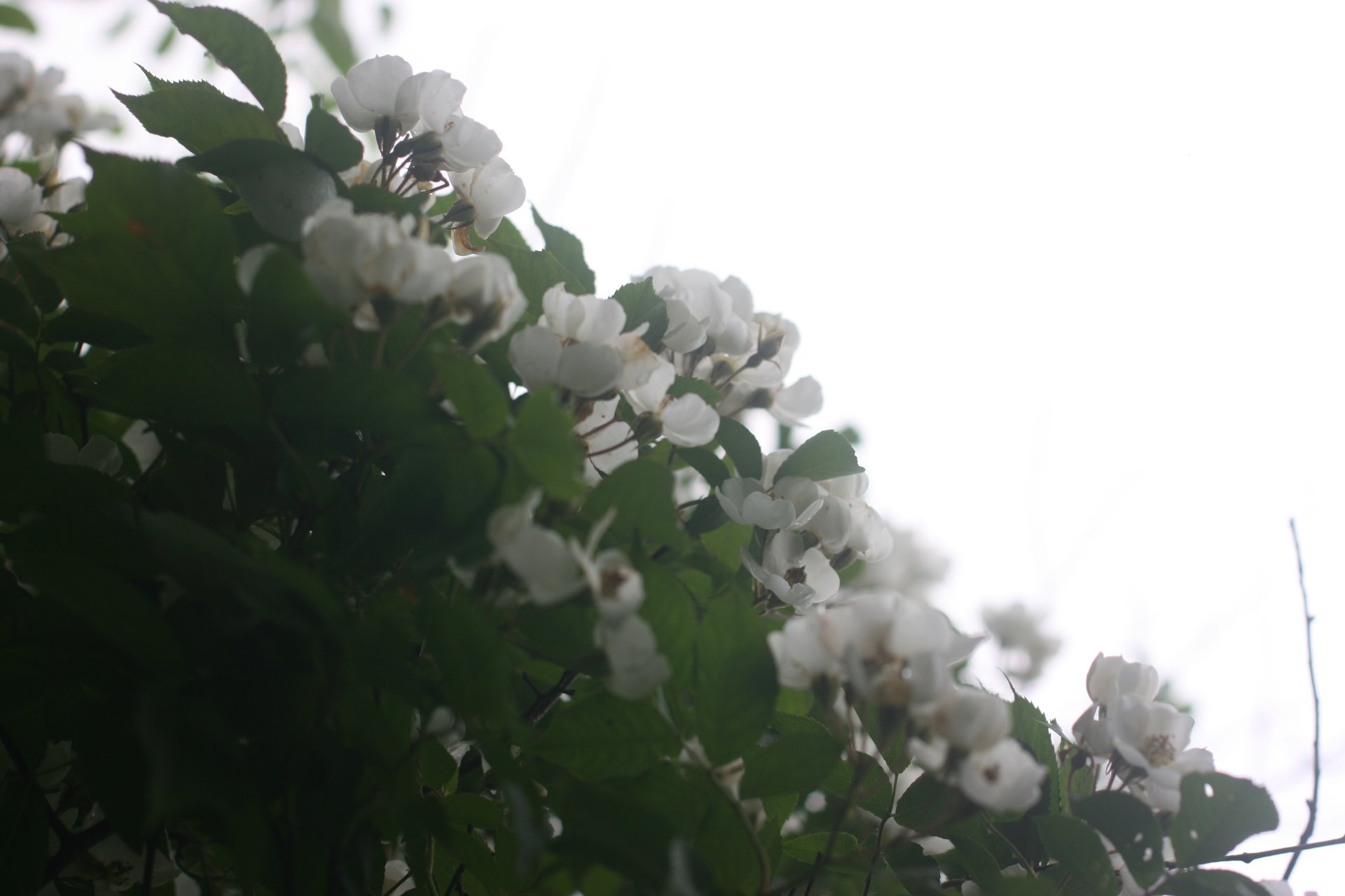 IMG_20140511_090000_048.jpg