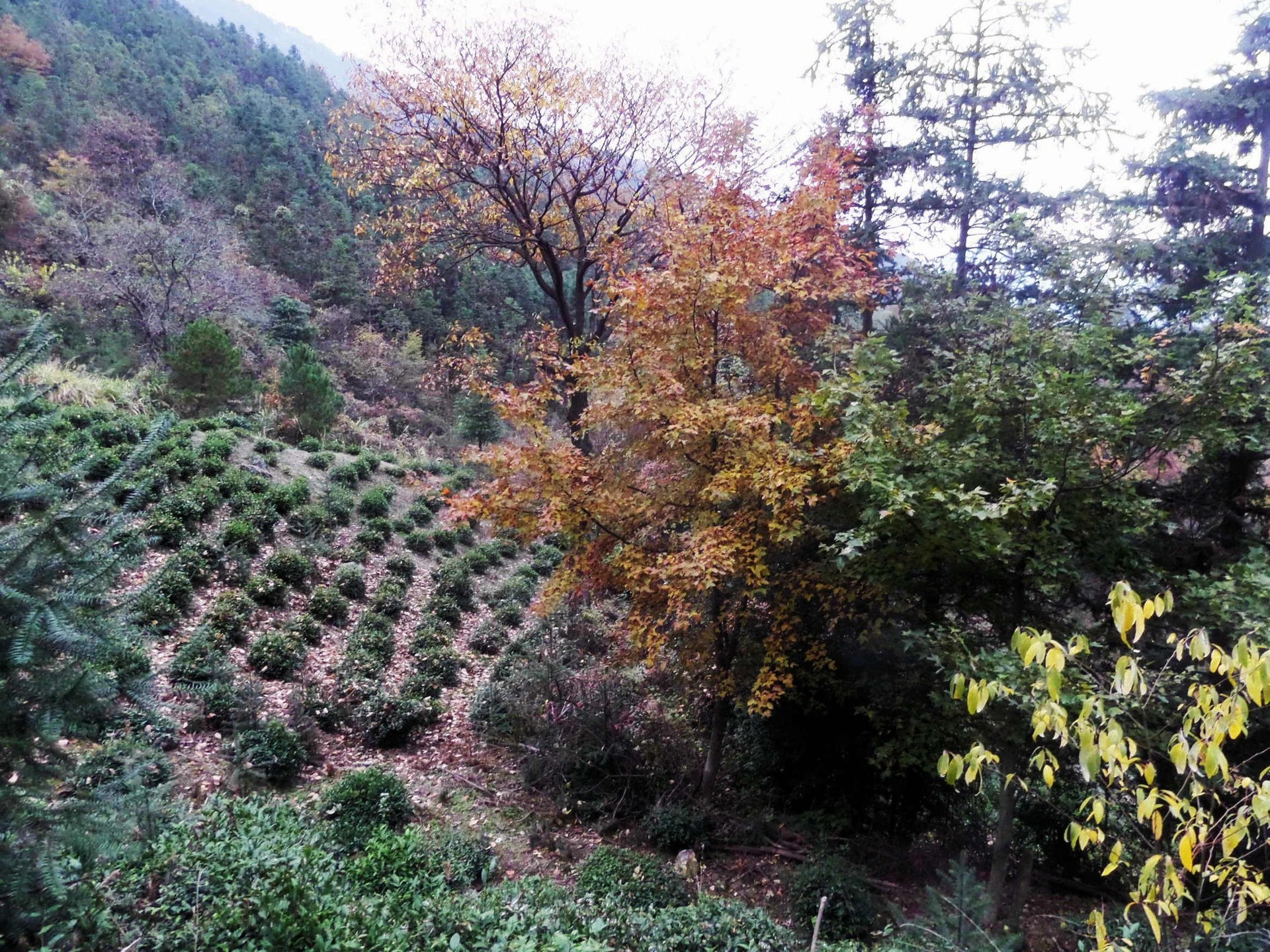 IMG_20141122_090000_038.jpg