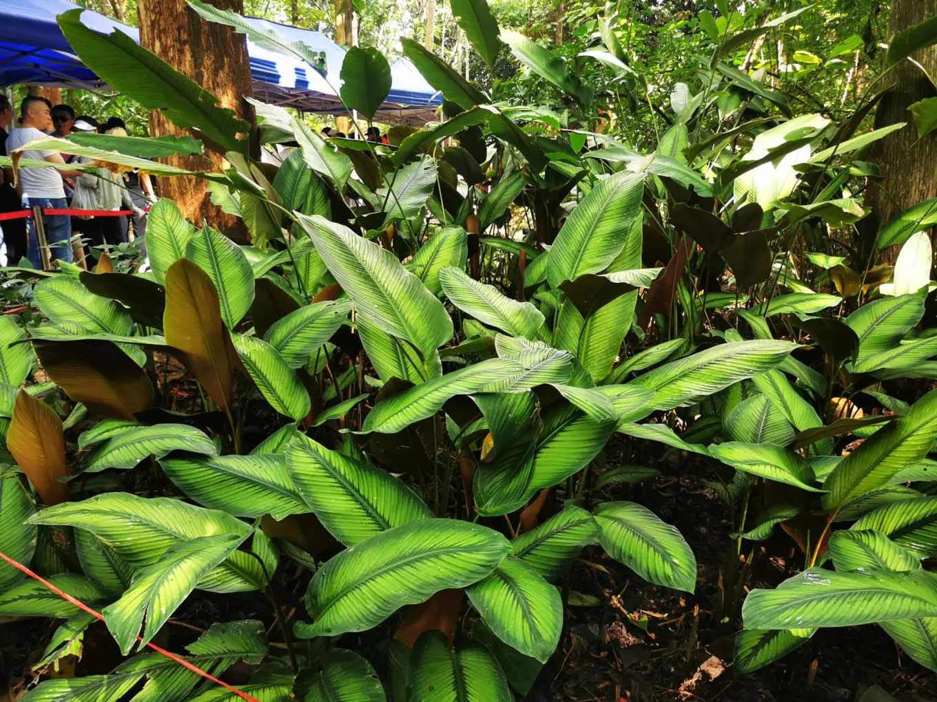 D2 2023/7/30 中国科学院热带植物园