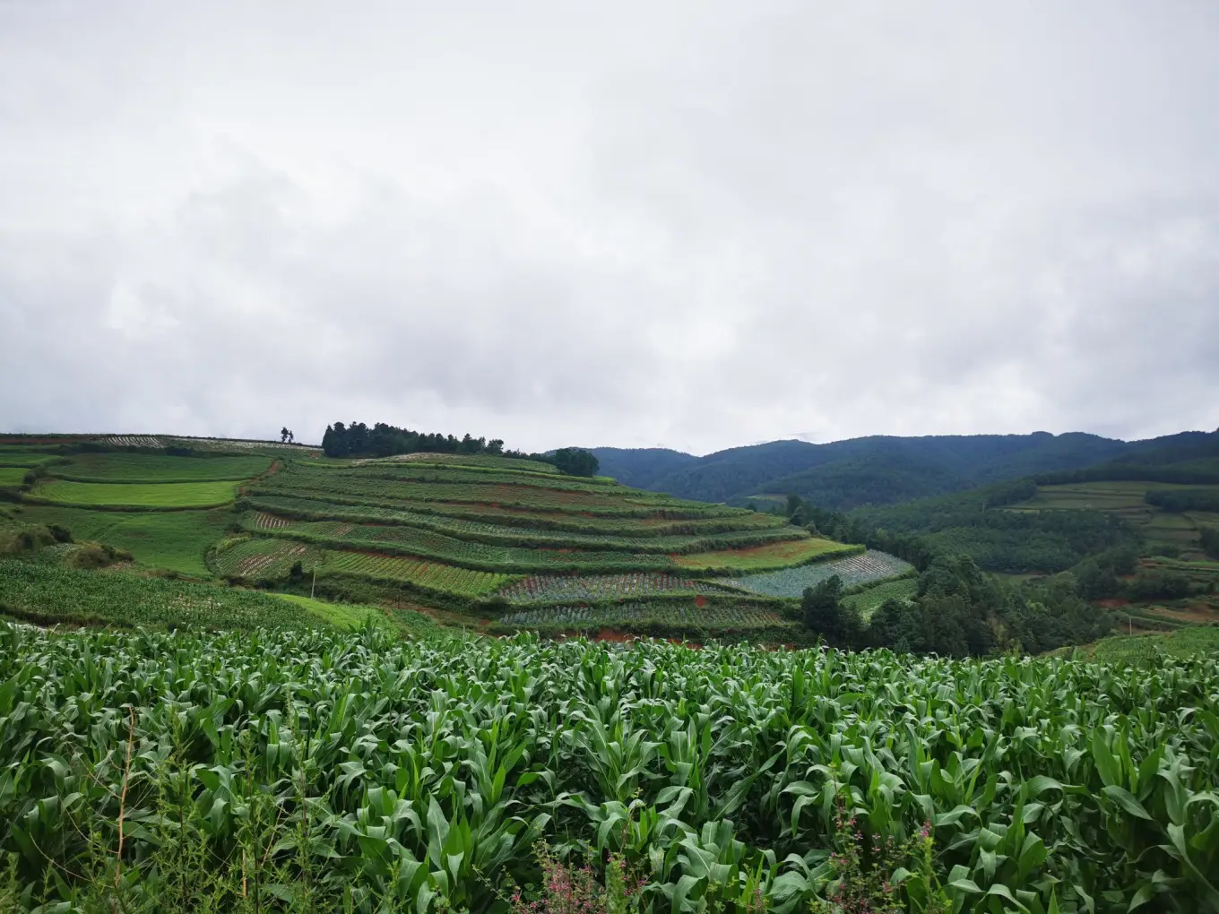 D4 2023/8/1 东川红土地