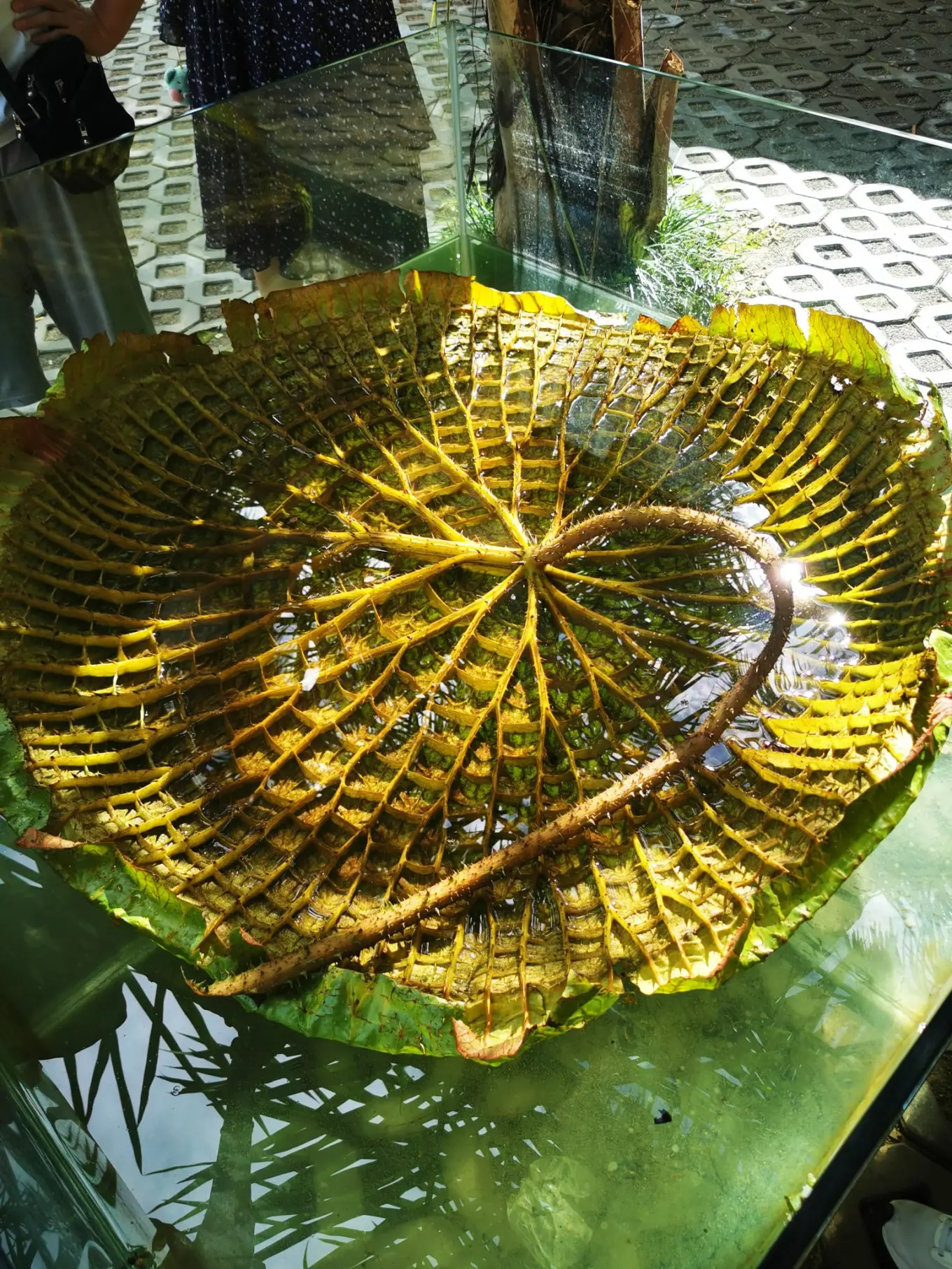 D2 2023/7/30 中国科学院热带植物园