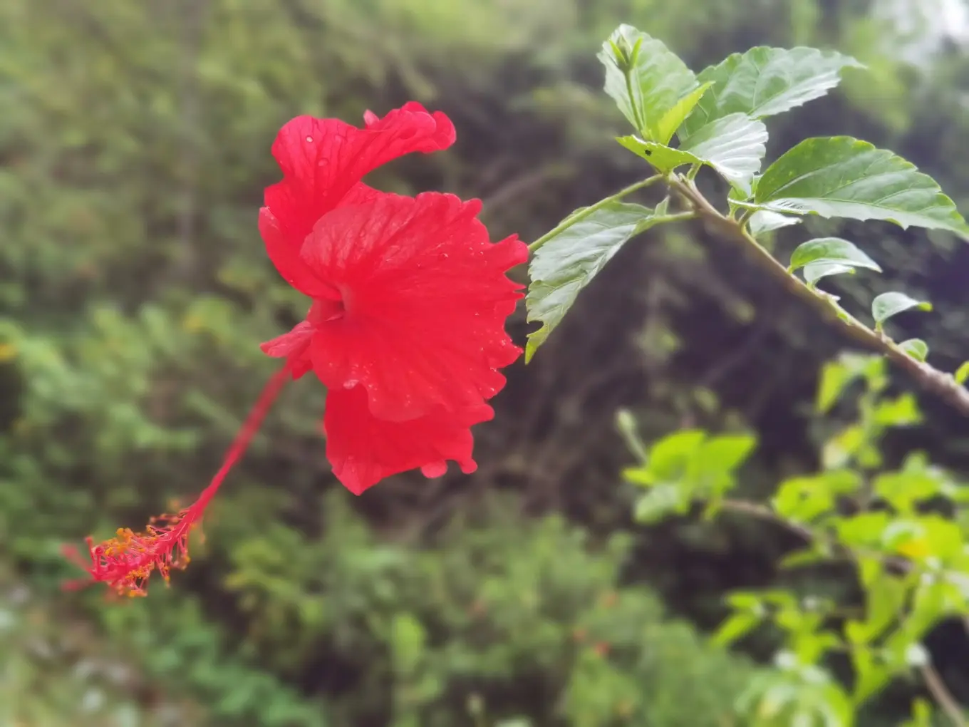 D2 2023/7/30 中国科学院热带植物园