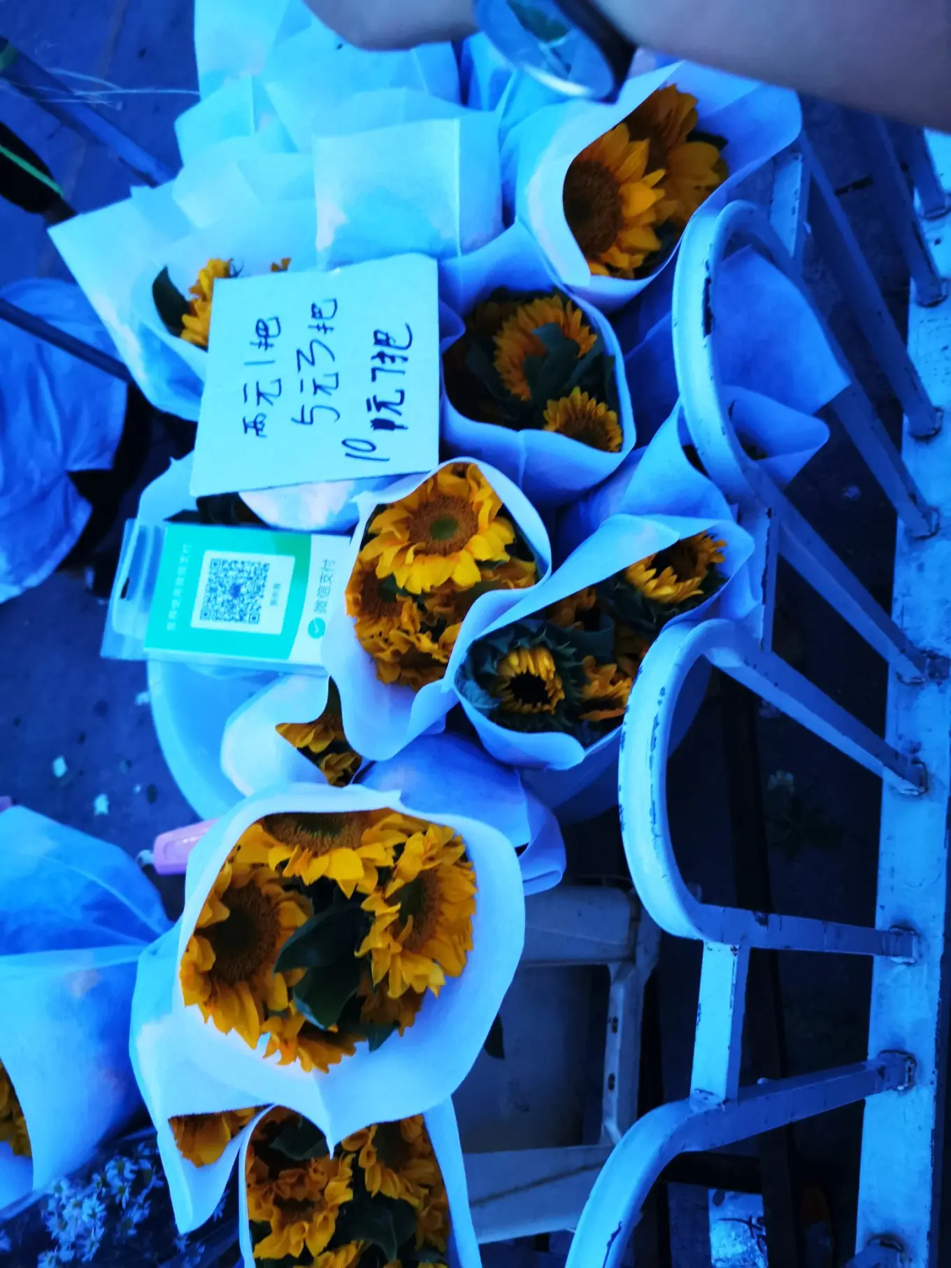 D12 2023/8/9 昆明——斗南花市