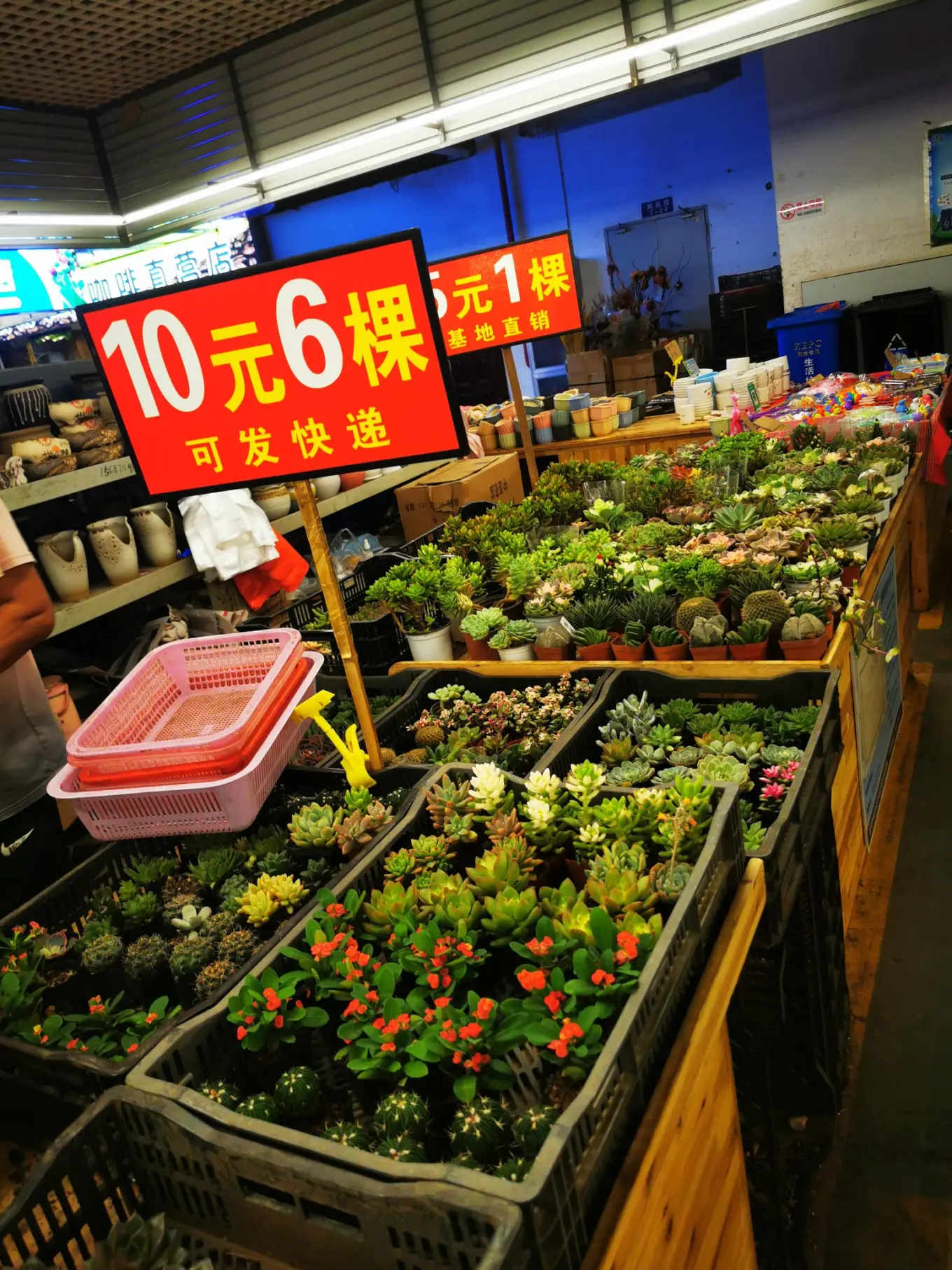 D12 2023/8/9 昆明——斗南花市