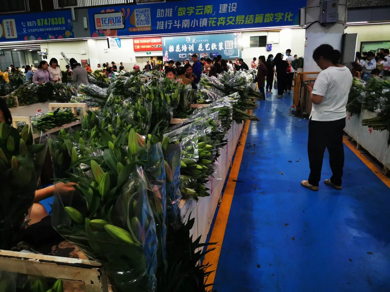 D12 2023/8/9 昆明——斗南花市