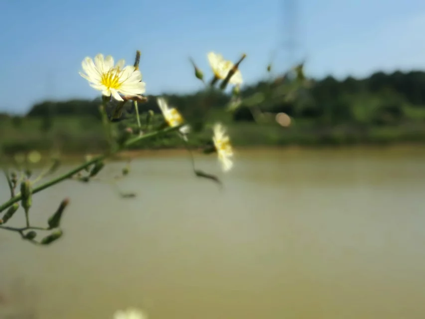 qylyb_0118.webp