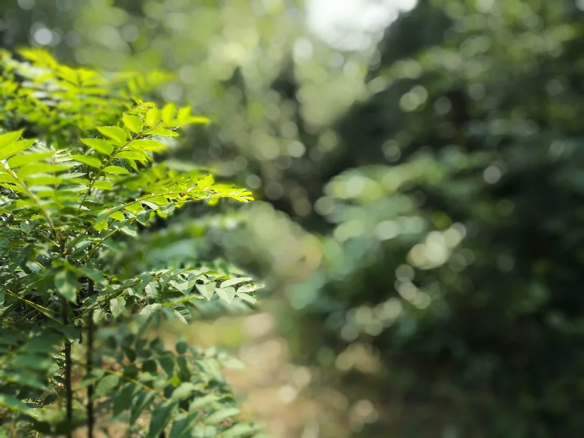 qylyb_0190.webp