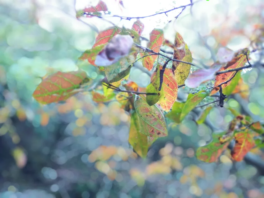 qlf_0141.webp
