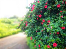 bhwzd_0237.webp