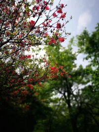 jxsg_0033.webp