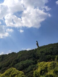 zs_0071.webp