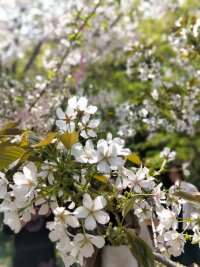 szwx_0084.webp