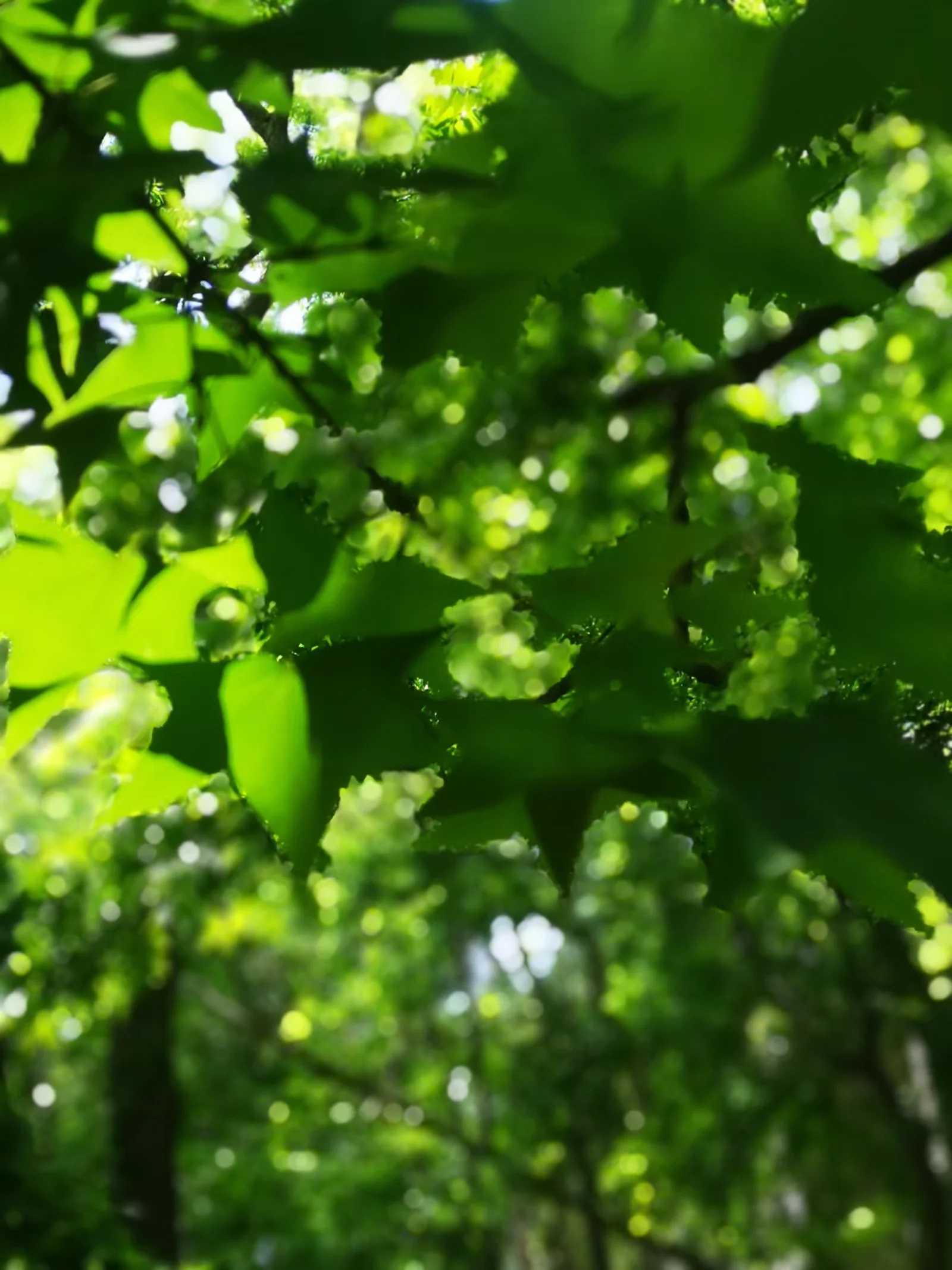 lysz_0006.webp