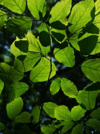 lysz_0023.webp