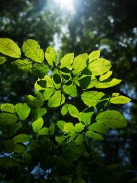 lysz_0024.webp