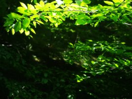 lysz_0032.webp
