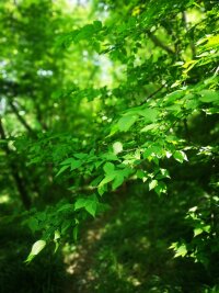lysz_0036.webp