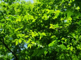 lysz_0045.webp