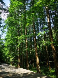 lysz_0063.webp