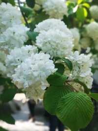 lysz_0084.webp