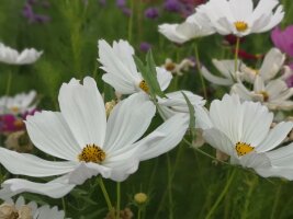 xj_0282.webp
