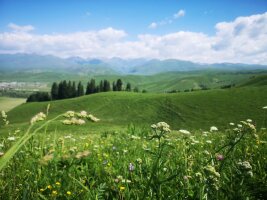 xj_0397.webp