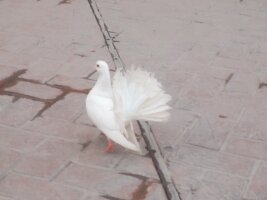 xj_0464.webp