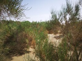 xj_0480.webp