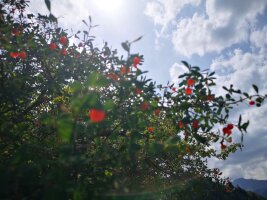 xj_0621.webp