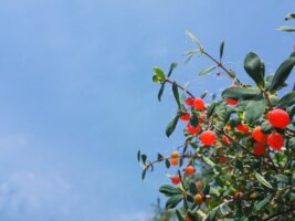 xj_0634.webp